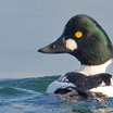 Common Goldeneye